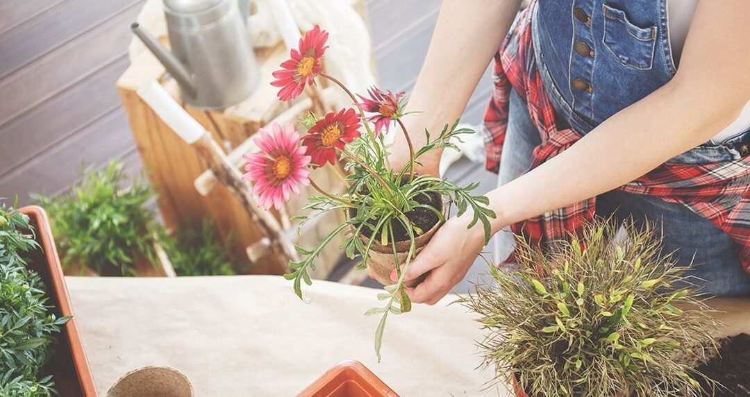 8 Consejos prácticos para el cuidado de tus plantas o jardín
